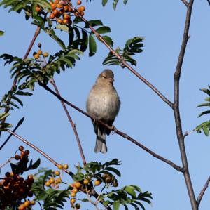 Eurasian Chaffinch