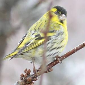 Eurasian Siskin