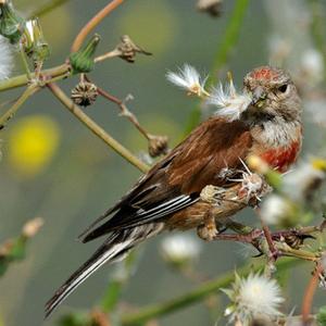 Eurasian Linnet