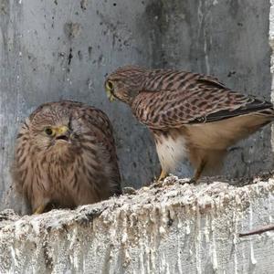 Common Kestrel