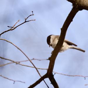 Marsh Tit