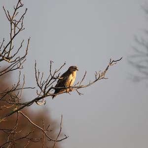 Mäusebussard