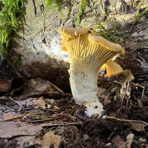 Chanterelle, Common