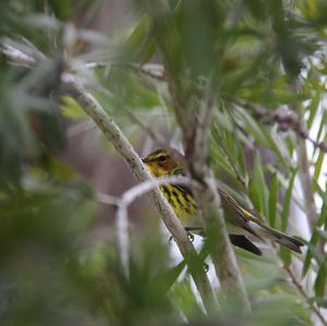 Cape May Warbler