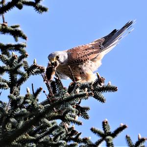 Common Kestrel