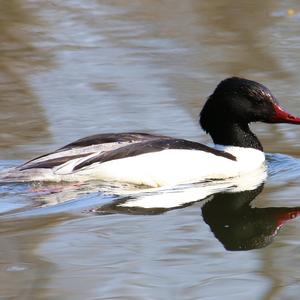 Common Merganser