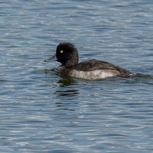 Tufted Duck