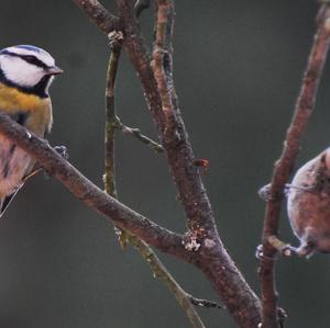 Blue Tit