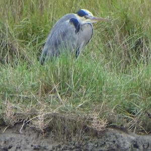 Grey Heron