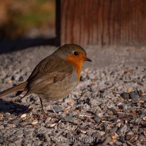 European Robin