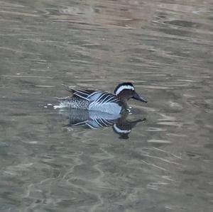 Garganey