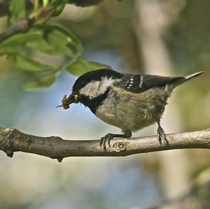 Coal Tit