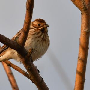 Reed Bunting