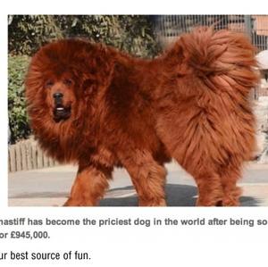 Tibetischer Mastiff