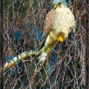 Common Kestrel