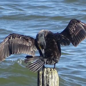 Great Cormorant