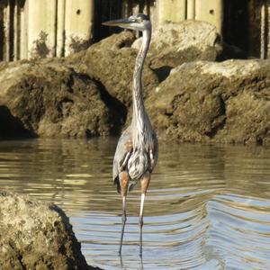 Great Blue Heron