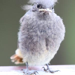 Black Redstart