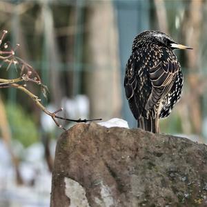 Common Starling