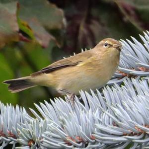 Common Chiffchaff