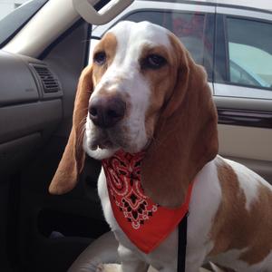 Basset Hound