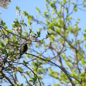 Great Tit