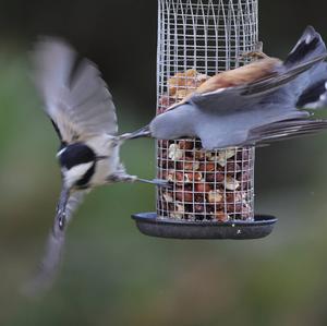 Wood Nuthatch