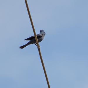 Blue Rock-thrush