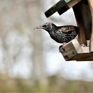 Common Starling