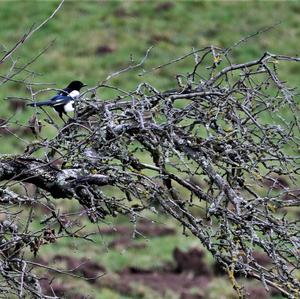 Black-billed Magpie