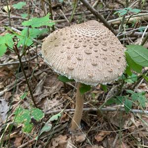 Parasol Mushroom