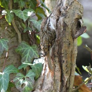 Short-toed Treecreeper