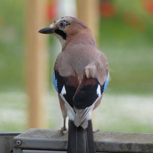 Eurasian Jay