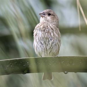 House Finch