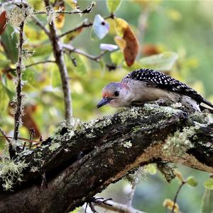 Red-bellied Woodpecker