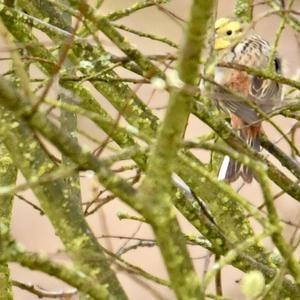 Yellowhammer