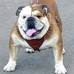 Unknown Breed