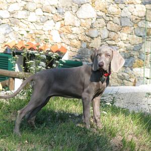 Weimaraner