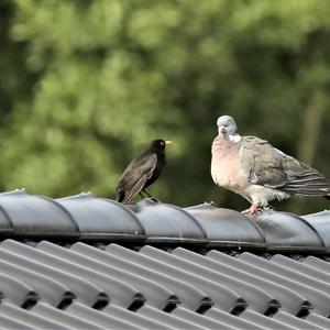 Common Wood-pigeon