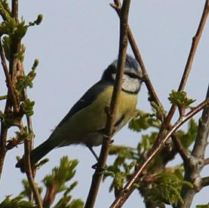 Blue Tit