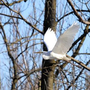 Great Egret