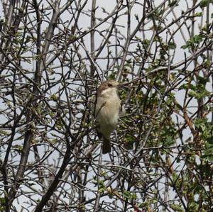 Red-backed Shrike