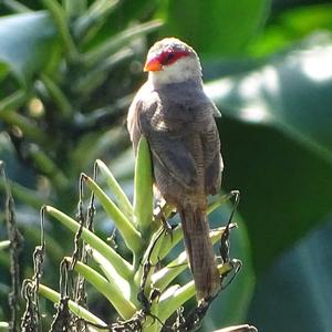 Common Waxbill