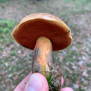 Lurid Bolete