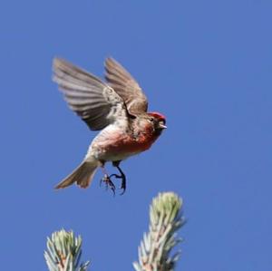 Common Redpoll