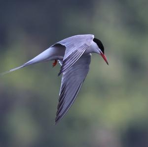 Common Tern