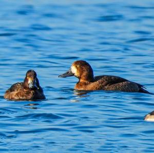 Greater Scaup