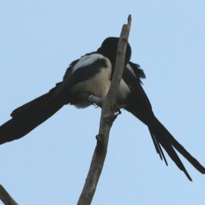 Black-billed Magpie