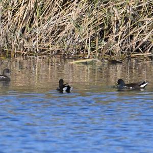 Common Moorhen