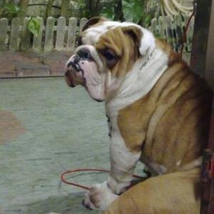 Englische Bulldogge